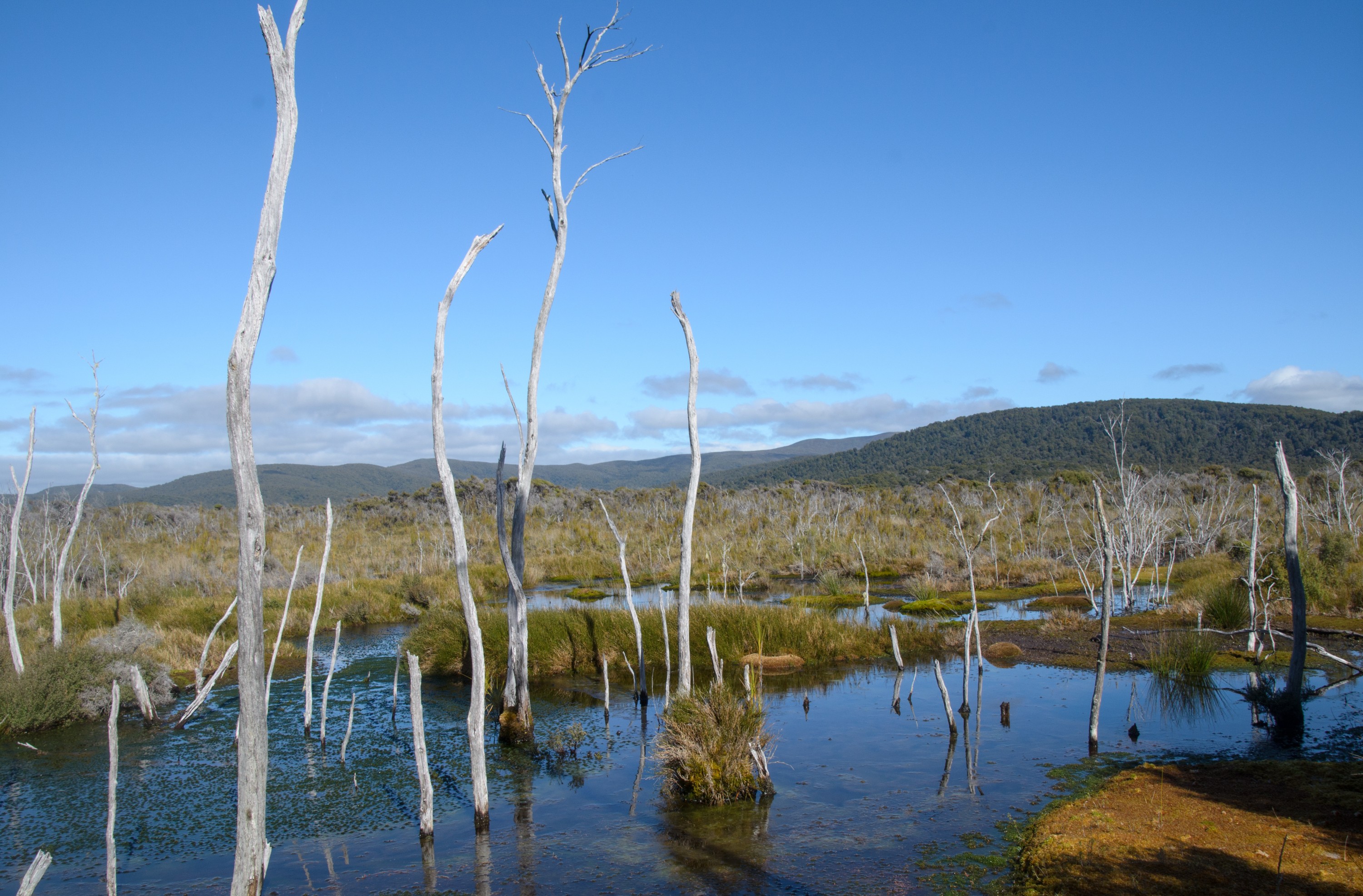 DSC_2181 – Adventure, Crispin, Freshwater, Freshwater Hut, Hut, Island, March 2017, Mason, Mason Bay, National Park, New, New Zealand, Rakiura, South, Stewart, Zealand